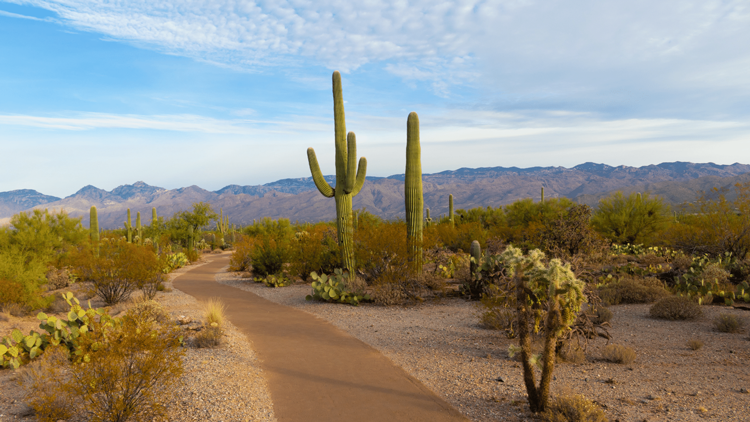 desert landscape with cacti in distance